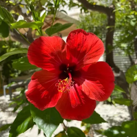 Storie Di Mare Alojamento de Acomodação e Pequeno-almoço Polignano a Mare