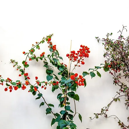 Storie Di Mare فندق مبيت وإفطار بولينيانو آ ماري